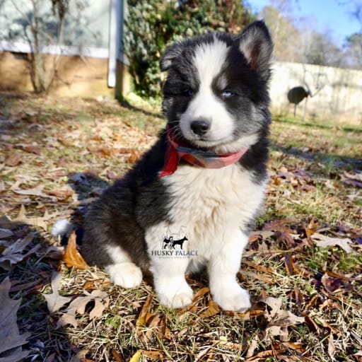 AKC Biscuit 3